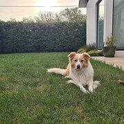 Home Owner wanting sitter in , Australian Capital Territory