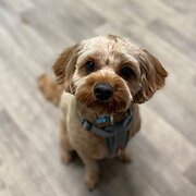 Home Owner wanting sitter in , New South Wales