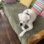 Home Owner wanting sitter in Gold Coast , New South Wales
