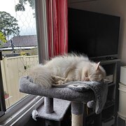 Home Owner wanting sitter in Newcastle , New South Wales