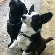 Home Owner wanting sitter in Wollongong , New South Wales