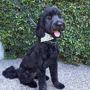 Home Owner wanting sitter in Brisbane, Queensland