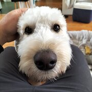 Home Owner wanting sitter in Adelaide , South Australia
