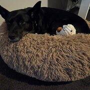 Home Owner wanting sitter in Adelaide, South Australia