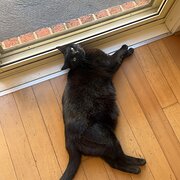 Home Owner wanting sitter in , Victoria
