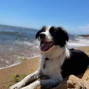 Home Owner wanting sitter in , Victoria