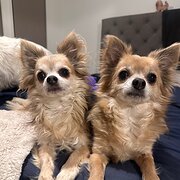 Home Owner wanting sitter in Melbourne, Victoria