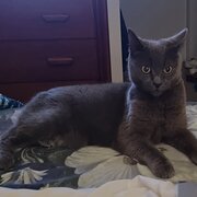 Home Owner wanting sitter in WOLLONGONG, New South Wales