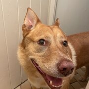 Home Owner wanting sitter in Melbourne, Victoria