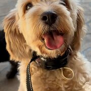 Home Owner wanting sitter in , Queensland