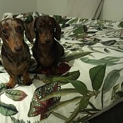 Home Owner wanting sitter in , Queensland
