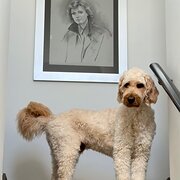 Home Owner wanting sitter in Perth, Western Australia