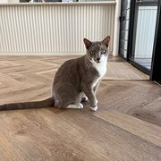Home Owner wanting sitter in Brisbane, Queensland