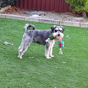 Home Owner wanting sitter in Bennett Springs, Western Australia