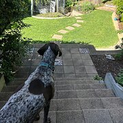 Home Owner wanting sitter in Melbourne, Victoria