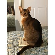 Home Owner wanting sitter in Adelaide , South Australia
