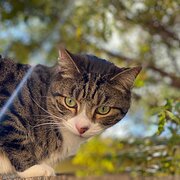 Home Owner wanting sitter in Nowra, New South Wales