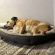 Home Owner wanting sitter in , New South Wales