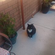 Home Owner wanting sitter in Mandurah , Western Australia