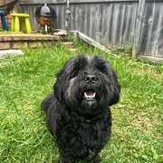 Home Owner wanting sitter in Sydney, New South Wales