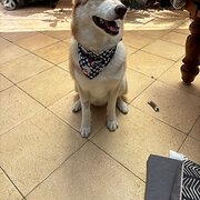 Home Owner wanting sitter in Perth, Western Australia