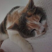 Home Owner wanting sitter in , Queensland