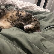 Home Owner wanting sitter in , Queensland