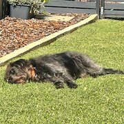 Home Owner wanting sitter in Bunbury, Western Australia