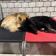 Home Owner wanting sitter in Ipswich, Queensland
