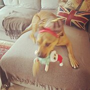 Home Owner wanting sitter in Canberra , New South Wales