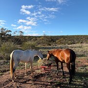 Home Owner wanting sitter in Geraldton, Western Australia