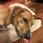 Home Owner wanting sitter in Byron Bay, New South Wales