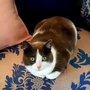 Home Owner wanting sitter in Woy Woy/Gosford, New South Wales