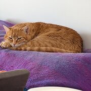 Home Owner wanting sitter in Launceston , Tasmania