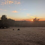 Home Owner wanting sitter in , Western Australia
