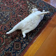 Home Owner wanting sitter in Hobart, Tasmania