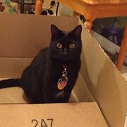 Home Owner wanting sitter in , New South Wales
