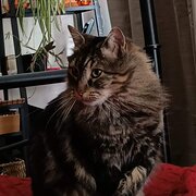 Home Owner wanting sitter in Parramatta , New South Wales