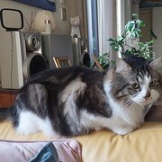 Home Owner wanting sitter in Mandurah, Western Australia
