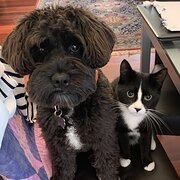 Home Owner wanting sitter in Perth, Western Australia
