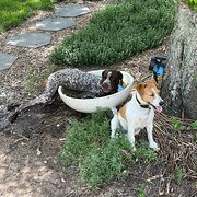 Home Owner wanting sitter in , New South Wales