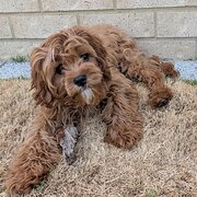 Home Owner wanting sitter in Hillarys, Western Australia