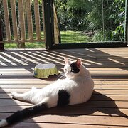 Home Owner wanting sitter in , Queensland