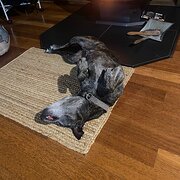 Home Owner wanting sitter in , Victoria