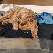 Home Owner wanting sitter in Keilor East, Victoria