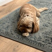 Home Owner wanting sitter in Sydney , New South Wales