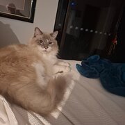 Home Owner wanting sitter in Brisbane, Queensland
