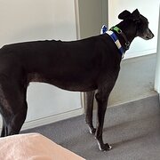 Home Owner wanting sitter in Melbourne, Victoria