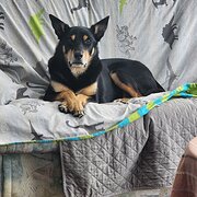 Home Owner wanting sitter in Launceston , Tasmania