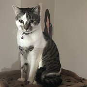 Home Owner wanting sitter in Brisbane, Queensland